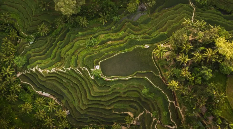 Tegallalang Rice Terraces in Bali, Indonesia